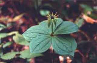 Parisette, Raisin de renard