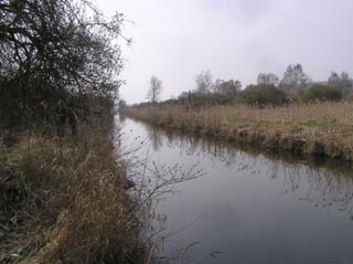 Le Petit Morin, dans les marais de Saint-Gond