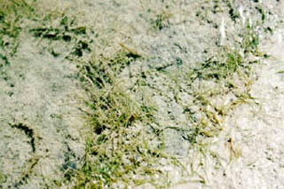 Zanichellia palustris