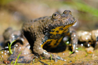 Bombina variegata