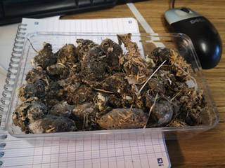 Pelotes de chouette