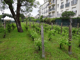 La vigne du clos des Artistes