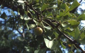 Fruits de Gingko-biloba