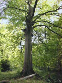 Le Htre Richou et son ombrage