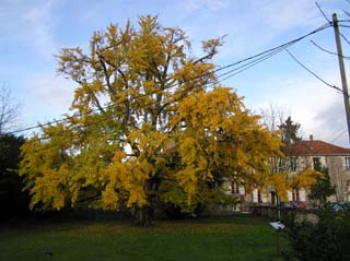 Le Gingko de la Rserve Naturelle Rgionale Denis-le-Camus