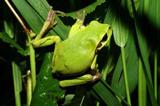 Rainette verte (Hyla arborea)