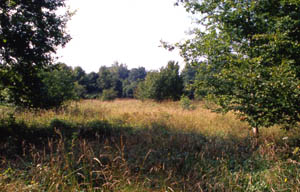 La praie ouest, avec des arbustes et buisson conservs