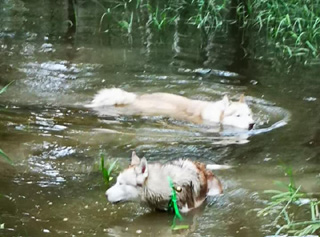 Chien troublant une mare