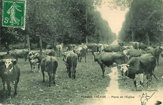 Les vaches place de l'glise