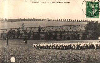 Les moutons en pture