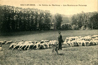 Les moutons dans la vlle du Morbras