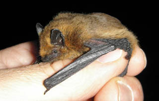 Pipistreooe commune