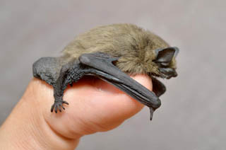 Une pipistrelle