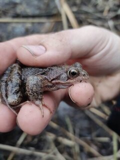 une grenouille rousse