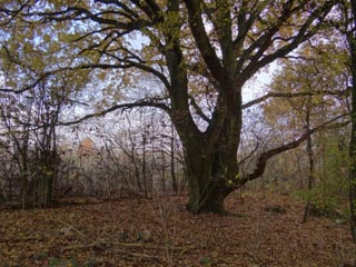 Un bel arbre dans un des boisements de la plaine