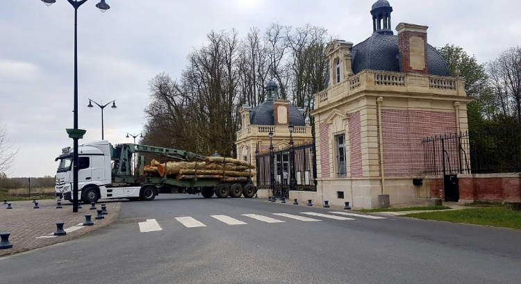 Les arbres abattus