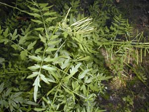 Cardamine impatience  Roissy-en-Brie