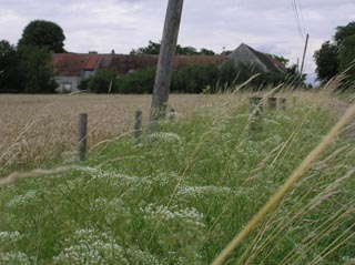 La Falcaire sur les bermes d'un chemin