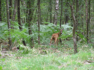 Un chevreuil se cache