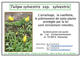 Affichete pour les stations de Tulipe