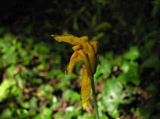 Une feur de Tulipe, le 18 avril 2007