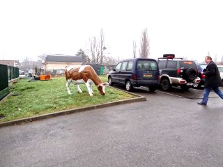 Une vache  La Queue-en-Brie !