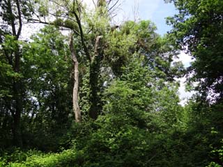 Des arbres morts, pleins de vie