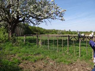 Des prairies de pture