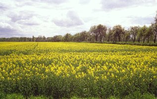 La plaine agricole du ct de Collgien