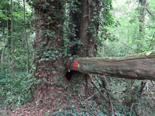 Des arbres encrous