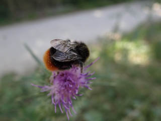 Bourdon sur une centaure