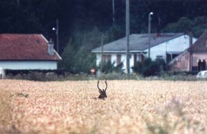 Un cerf près de l'urbanisation de Croissy-Beaubourg