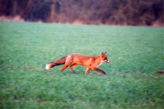 Un renard en  maraude au bois des Berchres