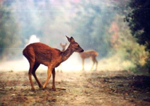 Une chevrette et ses deux faons