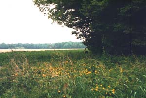 Un chevreuil en lisière du Bois Saint-Antoine