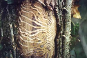 Des galeries de Scolytes sous l'corce