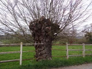 Un arbre remarquable