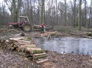 Des arbres coupés pour donner de la lumière