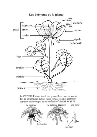 Les lments de la  plante