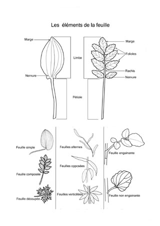 Les lments de la feuille