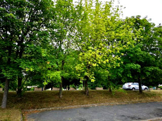 Arbres rue Condorcet