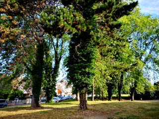 Des arbres et du Lierre