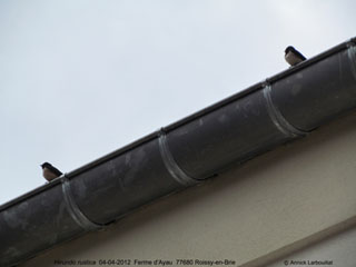 Deux attendent  manger encore !