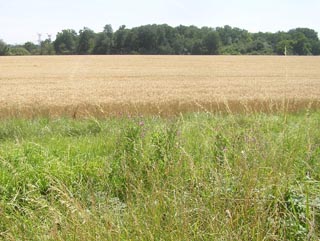 Les champs et le bois de la Livrerie