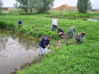 Arrachage du sainfoin d'Espagne