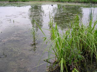 La reprise des Carex pseudociperus