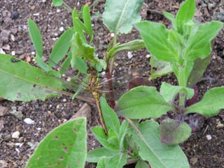 Sympetrum striolatum