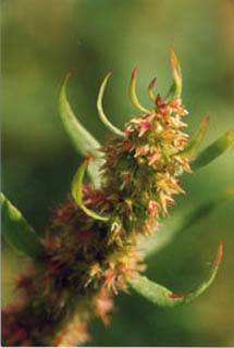 Rumex maritimus