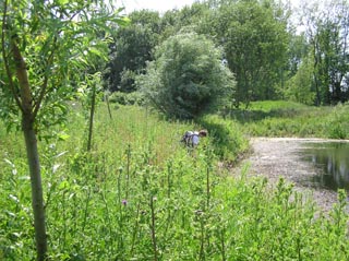 Les boutures de Saules en ttard