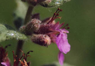 Teucrium scordium